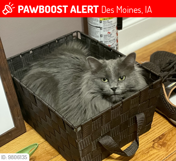 Lost Female Cat last seen Roosevelt High School, Des Moines, IA 50312