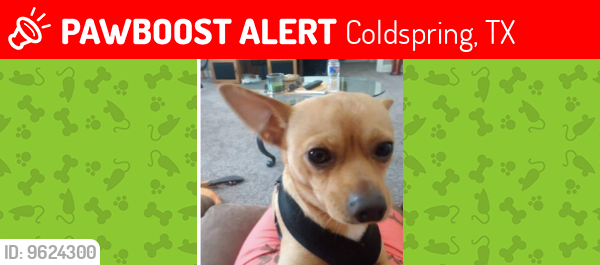 Lost Male Dog last seen Near Coldsprings tx, Coldspring, TX 77331