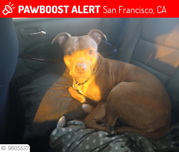 Lost Female Dog last seen Near Howard street4, San Francisco, CA 94115