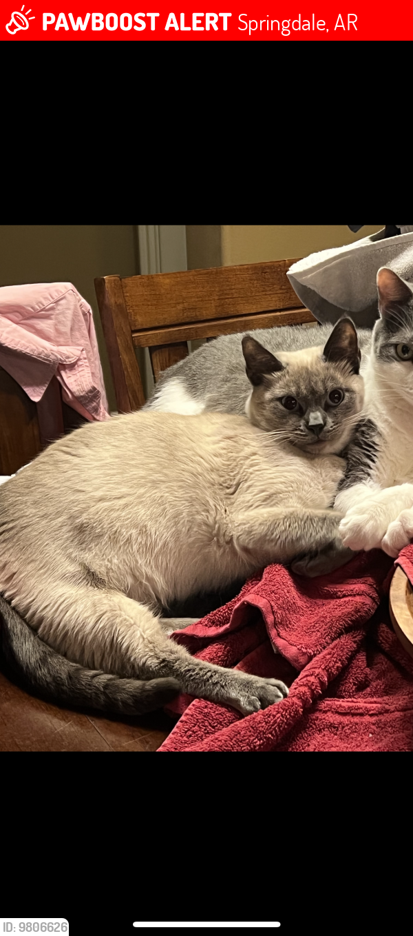 Lost Female Cat last seen Biltmore boulevard and elm springs road, Springdale, AR 72762