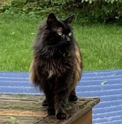 Lost Male Cat last seen Edgartown-Vineyard Haven Road Oak Bluffs , Oak Bluffs, MA 02568