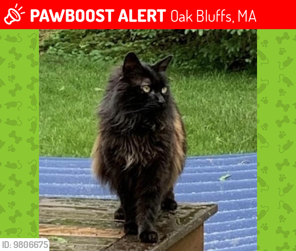 Lost Male Cat last seen Edgartown-Vineyard Haven Road Oak Bluffs , Oak Bluffs, MA 02568