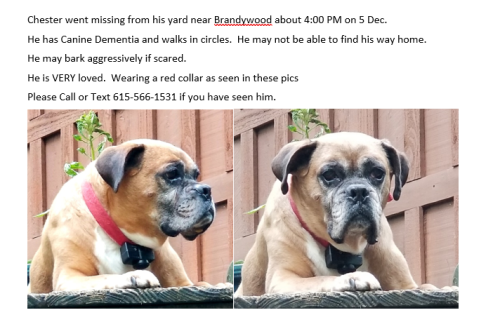Lost Male Dog last seen Brandywood and 96 highway , Rutherford County, TN 37130