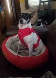 Lost Female Dog last seen Texas Bean and Brew hse, San Marcos, TX 78666