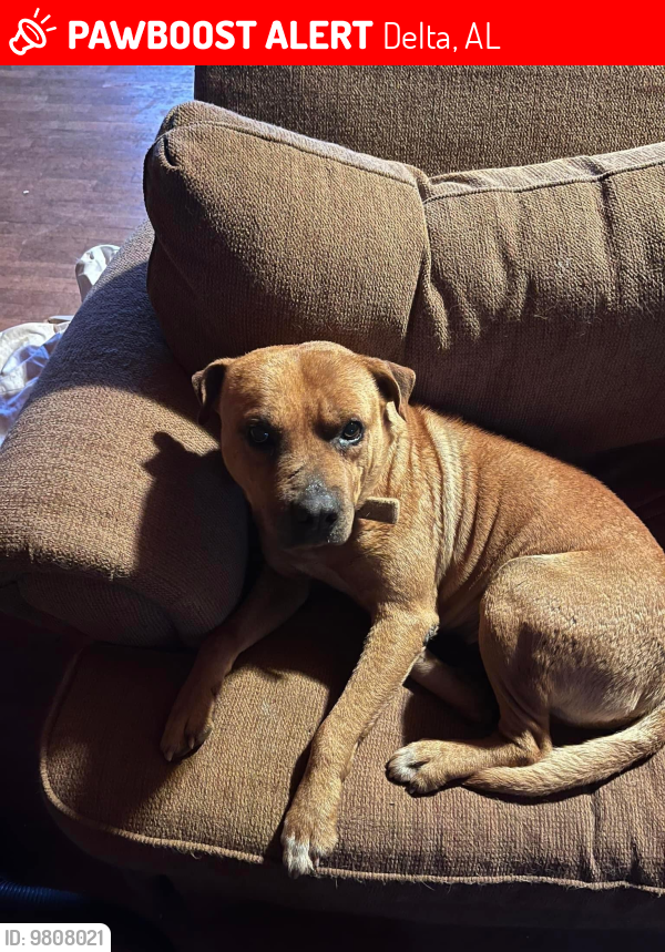 Lost Male Dog last seen County Road 313 and County Road 88, Delta, AL 36258