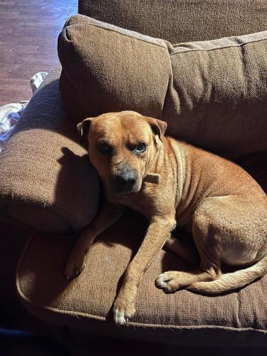 Lost Male Dog last seen County Road 313 and County Road 88, Delta, AL 36258