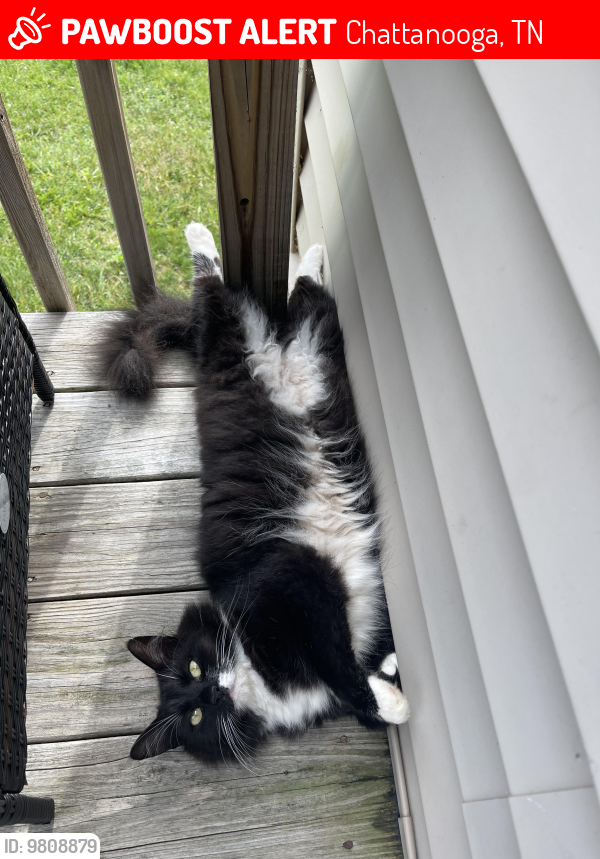 Lost Female Cat last seen Browntown Rd and Godsey Lane , Chattanooga, TN 37415
