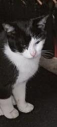 Lost Male Cat last seen Right eye partially closed.  Has aunique light colour fur right under his jaw., Saint Albans, VIC 3021
