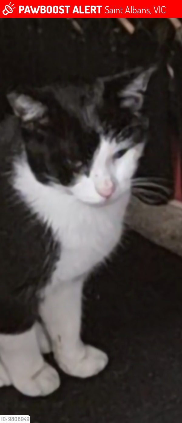 Lost Male Cat last seen Right eye partially closed. Has aunique light colour fur right under his jaw., Saint Albans, VIC 3021