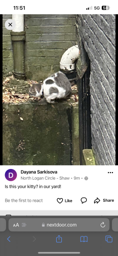 Found/Stray Unknown Cat last seen 11th and S street nw, Washington, DC 20009