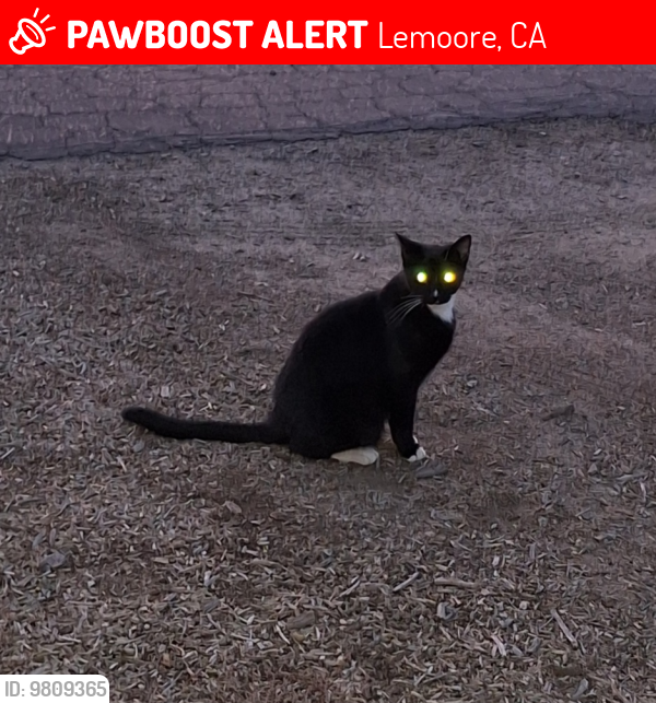 Lost Male Cat last seen Hanford Armona Rd and Cinnamon, Lemoore, CA 93245