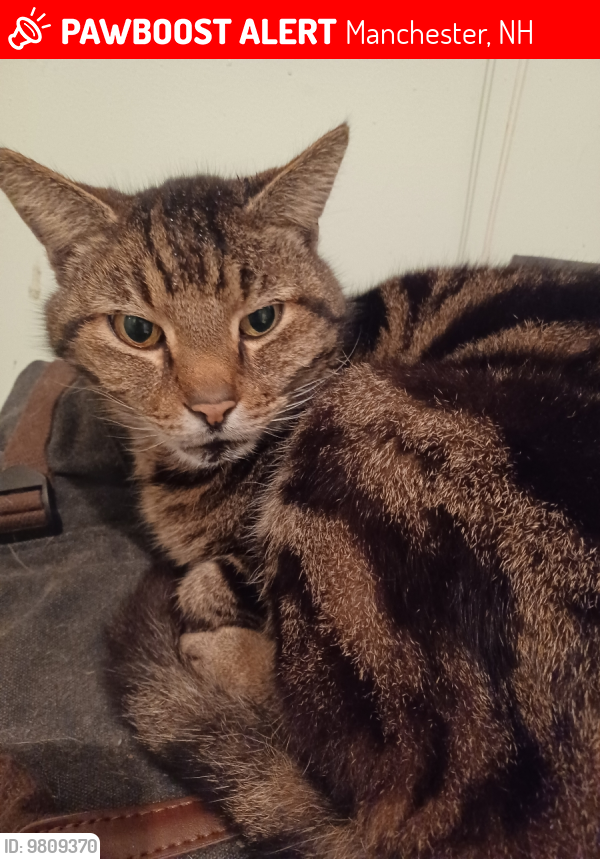Lost Male Cat last seen Maple st, Manchester, NH 03104