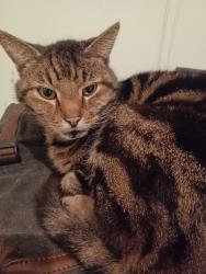 Lost Male Cat last seen Maple st, Manchester, NH 03104