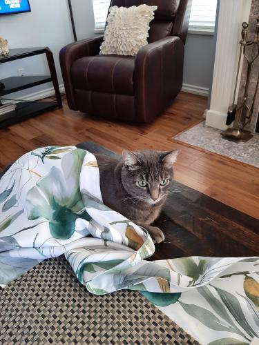 Lost Male Cat last seen King Rd and King Connector, Abbotsford, BC V2S 7P9