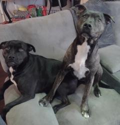 Lost Male Dog last seen 14th street and Liverpool , Hobart, IN 46342