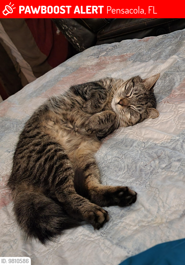 Lost Male Cat last seen Sorrento Rd and Blue Angel parkway, Pensacola, FL 32506