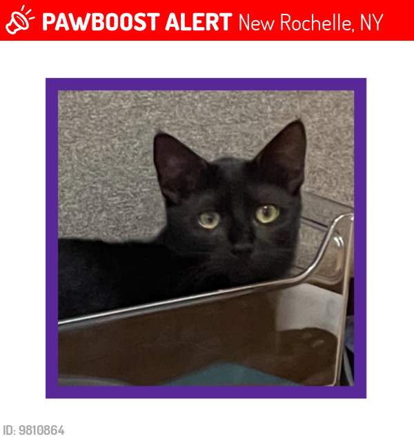 Lost Female Cat last seen Flower Street and Manor Ridge Road, New Rochelle, NY 10801