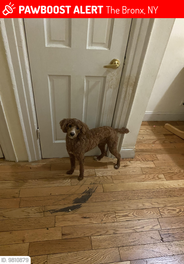 Lost Male Dog last seen Westchester Avenue and Castle hill avenue Bronx NY 10462, The Bronx, NY 10462