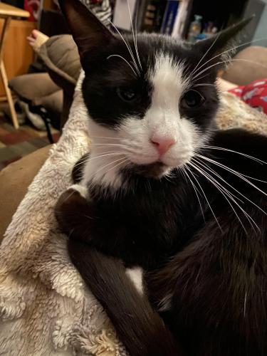 Lost Male Cat last seen 79th Ave and Union Hills Dr, Glendale, AZ 85308