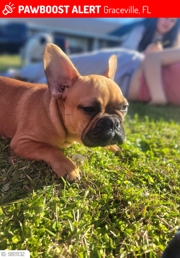 Lost Male Dog last seen Piano Rd/MondayRd, Graceville, FL 32440