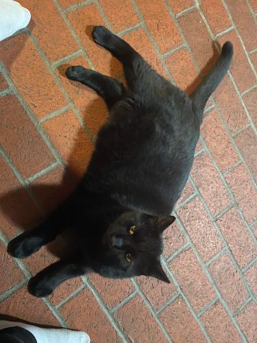 Lost Male Cat last seen Harold Dr. /Florida Lateral Irrigation Ditch, Socorro, NM 87801