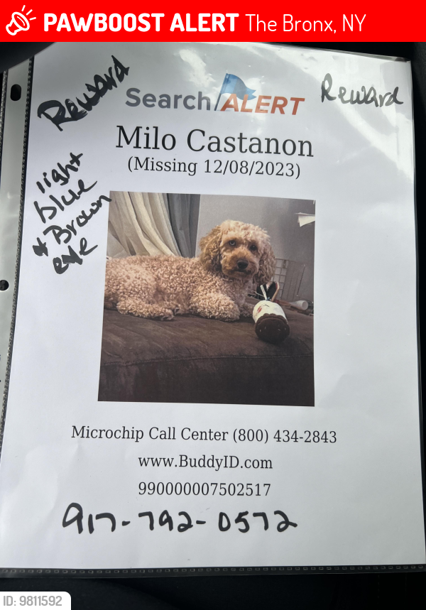 Lost Male Dog last seen Bronx Ny , The Bronx, NY 10457