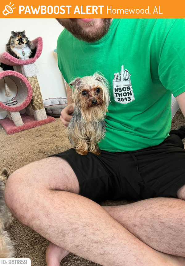 Homewood, AL Stray Male Dog Found Near near the Oaks apmts off of