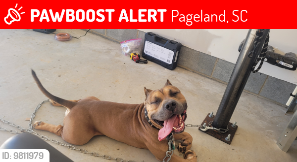 Lost Male Dog last seen Smith Town Rd, Pageland, SC 29728