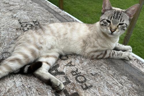 Lost Female Cat last seen Toonigh Road near Deerfield sub, Canton, GA 30115