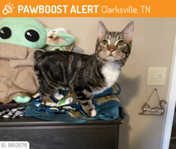 Clarksville, TN Stray Male Cat Found Near Madison Ave PawBoost