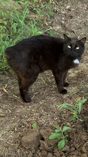 Lost Female Cat last seen Near Terrell Rd Prentiss, MS 39474, Prentiss, MS 39474
