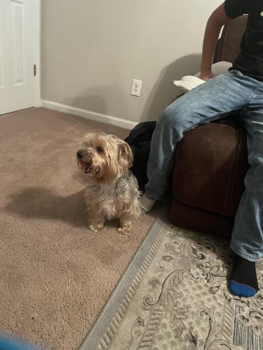 Lost Male Dog last seen Wayside rd. And timber ridge dr. , Raeford, NC 28376