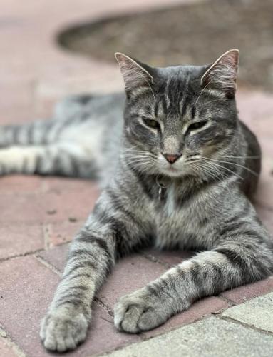 Lost Male Cat last seen East Hartford, Milwaukee, WI 53211