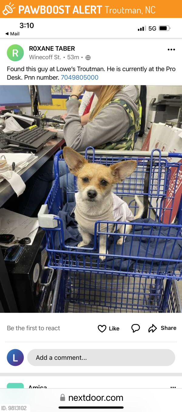 Troutman, NC Stray Male Dog Found Near Troutman LOWE’S Parking Lot PawBoost