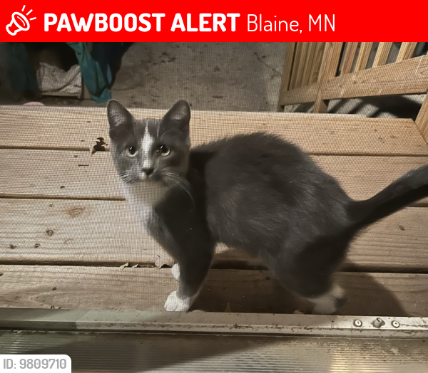 Lost Unknown Cat last seen Ramsey, MN, Ramsey, MN 55303