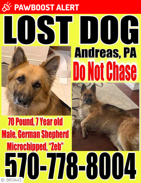 Lost Male Dog last seen Andreas road. Andreas PA , West Penn Township, PA 18211