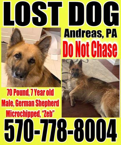 Lost Male Dog last seen Andreas road. Andreas PA , West Penn Township, PA 18211