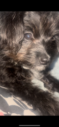 Reunited Female Dog last seen Watt Ave & Whitney ave, Sacramento, CA 95821