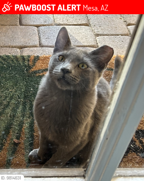 Lost Male Cat last seen Recker & Brown (Shannon/Elmwood/Salem), Mesa, AZ 85205
