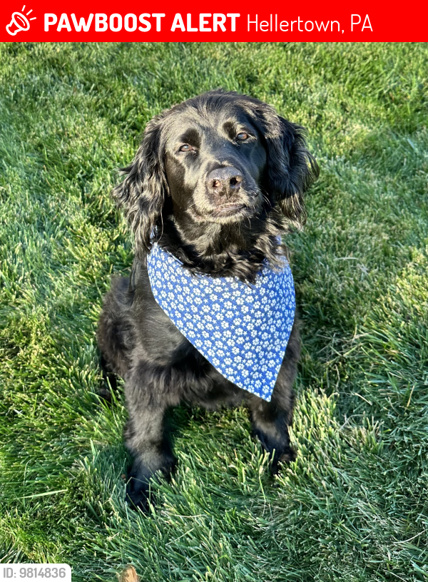 Lost Male Dog last seen Vassis , Hellertown, PA 18055