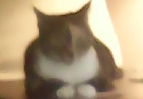 Lost Female Cat last seen Knoxvill Tenneessee, Knoxville, TN 37902