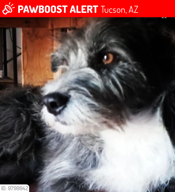 Lost Female Dog last seen Near e Michigan dr. Tucson Az 85714, Tucson, AZ 85714