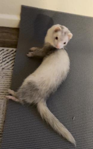 Lost Female Ferret last seen My cross streets are 10201-10299 SE Mill Plain Blvd and 201 NE 102nd Ave, Vancouver, WA 98664