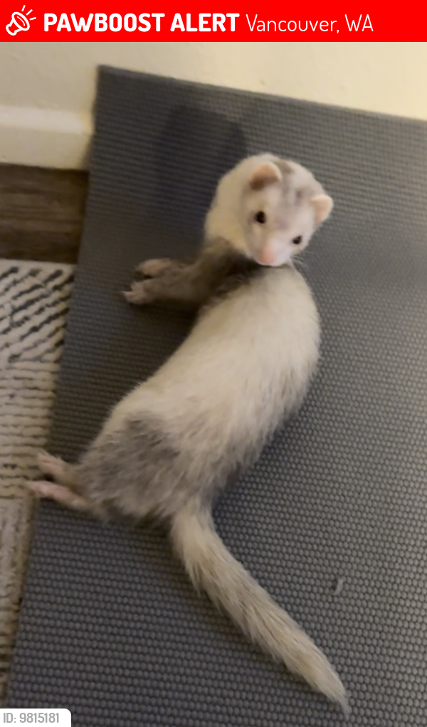 Lost Female Ferret last seen My cross streets are 10201-10299 SE Mill Plain Blvd and 201 NE 102nd Ave, Vancouver, WA 98664