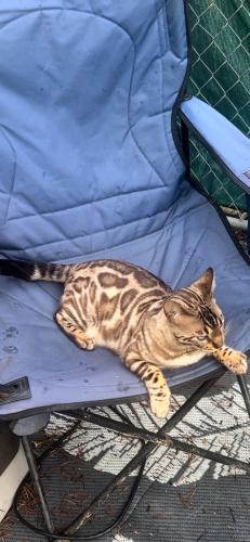 Lost Male Cat last seen Seven devils rd , Coos County, OR 97411