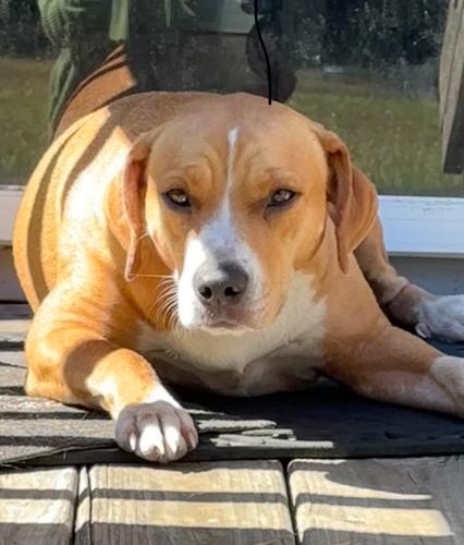 Lost Female Dog last seen Collins Road / Holly Ave / Olympic Ave , Berkeley County, SC 29436