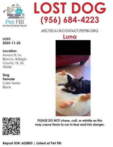 Lost Female Dog last seen Aurora st & 107 Edinburg Tx , Edinburg, TX 78539
