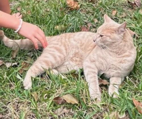 Lost Male Cat last seen Danieli Dr. & DeOsta Lake Park, Ga., Lowndes County, GA 31636