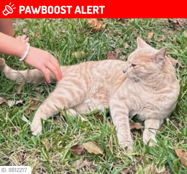Lost Male Cat last seen Danieli Dr. & DeOsta Lake Park, Ga., Lowndes County, GA 31636