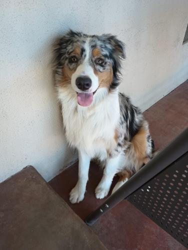 Lost Male Dog last seen Michigan and high street , Whittier, CA 90605